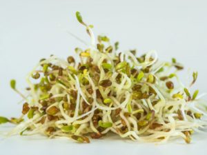 A bundle of Alfalfa sprouts