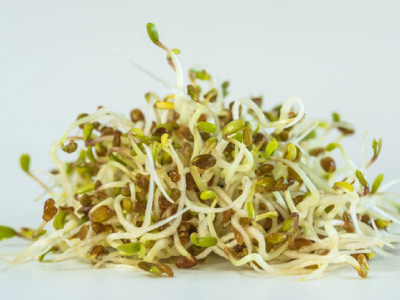 Alfalfa Sprouts