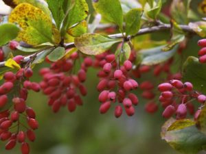 Sweet and juicy barberry
