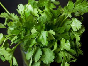 Cilantro leaves