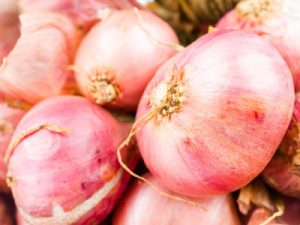 Fresh onion shallots